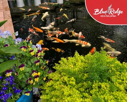 Blue Ridge Koi Pondside Hand Feeding Treats, Koi Fish Food Sticks, 0.75 lb