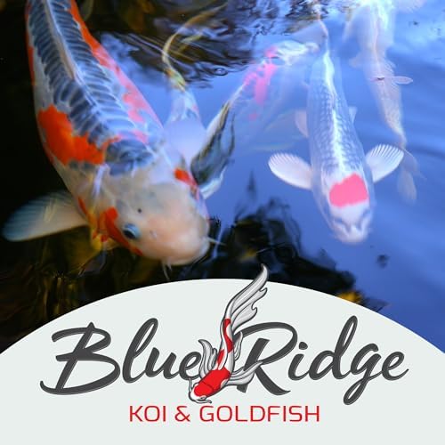 Blue Ridge Koi Fish Food 2lb - Koi Food Mini Growth Formula